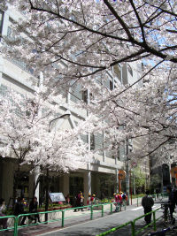 神田の桜です
