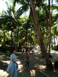 セブ島旅行記 : 南国の椰子の木