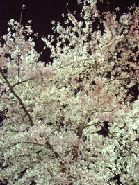 池袋駅前公園の夜桜