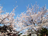 東京晴天なれども桜散る