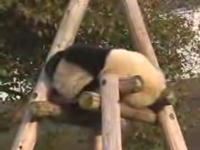 YouTube - ぐうたらパンダ　panda