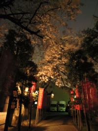 3月29日の夜桜